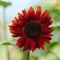 Rot Mini Sonnenblume Samen zur Aussaat – Traditionssorte ohne Gentechnik – Keimung biologisch Garten Samen