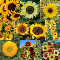 Gemischt Blanket Sonnenblume Samen zur Aussaat – leuchtend Garten Blüten
