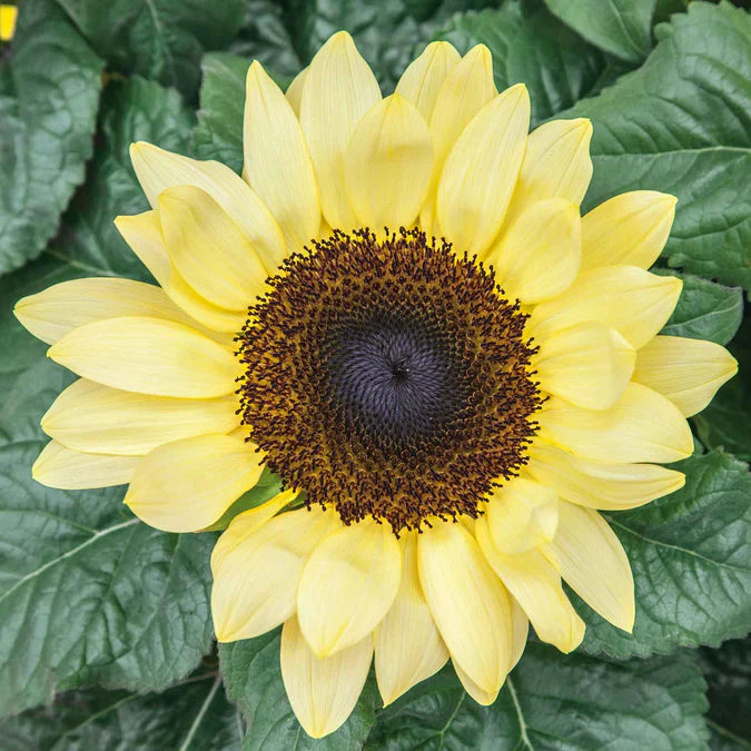 Gelb sunflower samen for anpflanzung - grow bright sunflowers blume