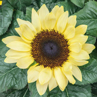 Gelb sunflower samen for anpflanzung - grow bright sunflowers blume