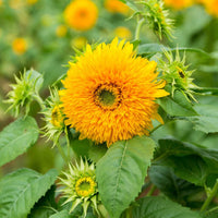 Gelb Bear Sonnenblume Samen zur Aussaat – duftend Blüten – Traditionssorte & ohne Gentechnik Samen Hausgarten