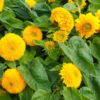 Helianthus Salicifolius Blumensamen zur Aussaat – Schnitt Blume beliebt – Traditionssorte & ohne Gentechnik Samen Hausgarten