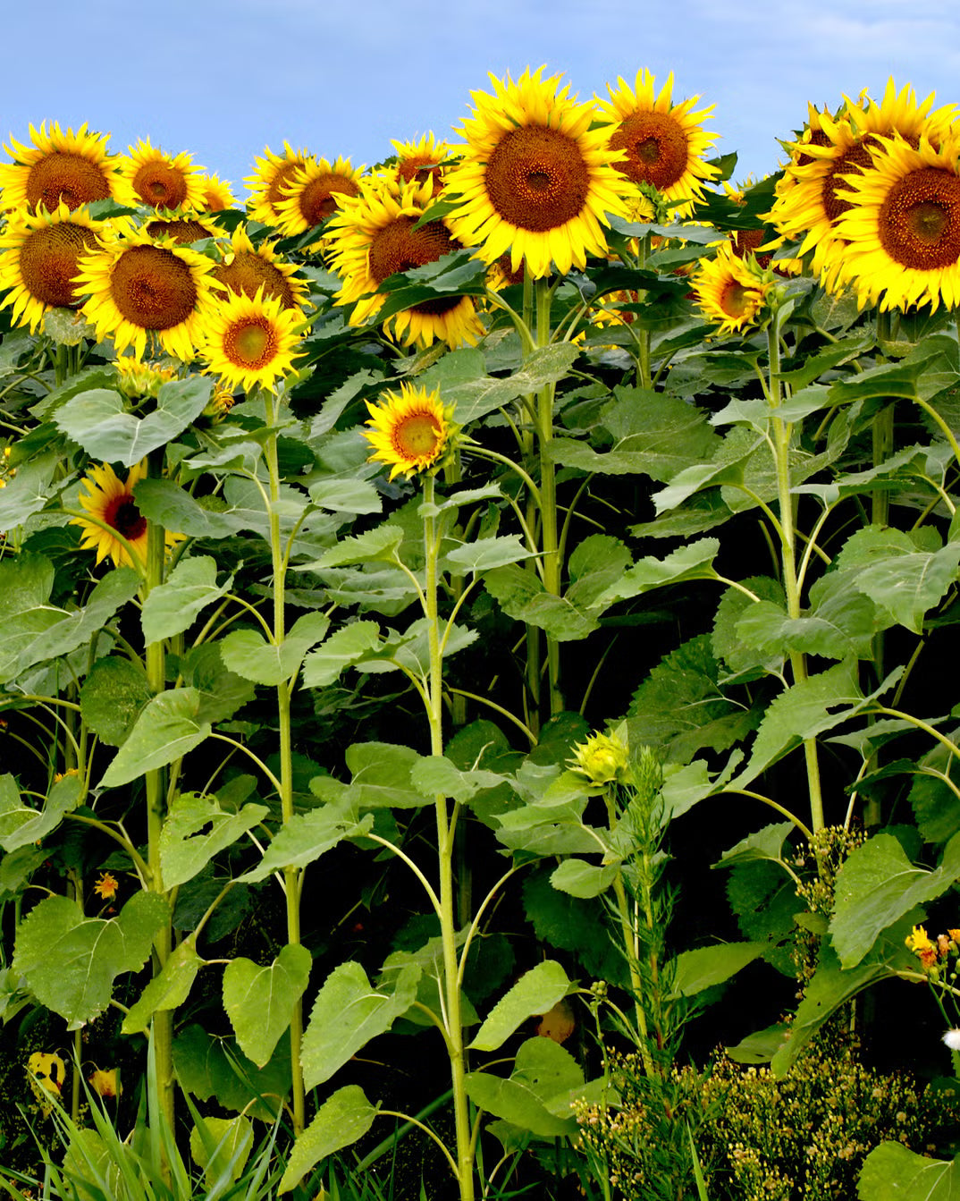 Gelb Mini Sonnenblume Samen zur Aussaat ideal Garten Wuchs
