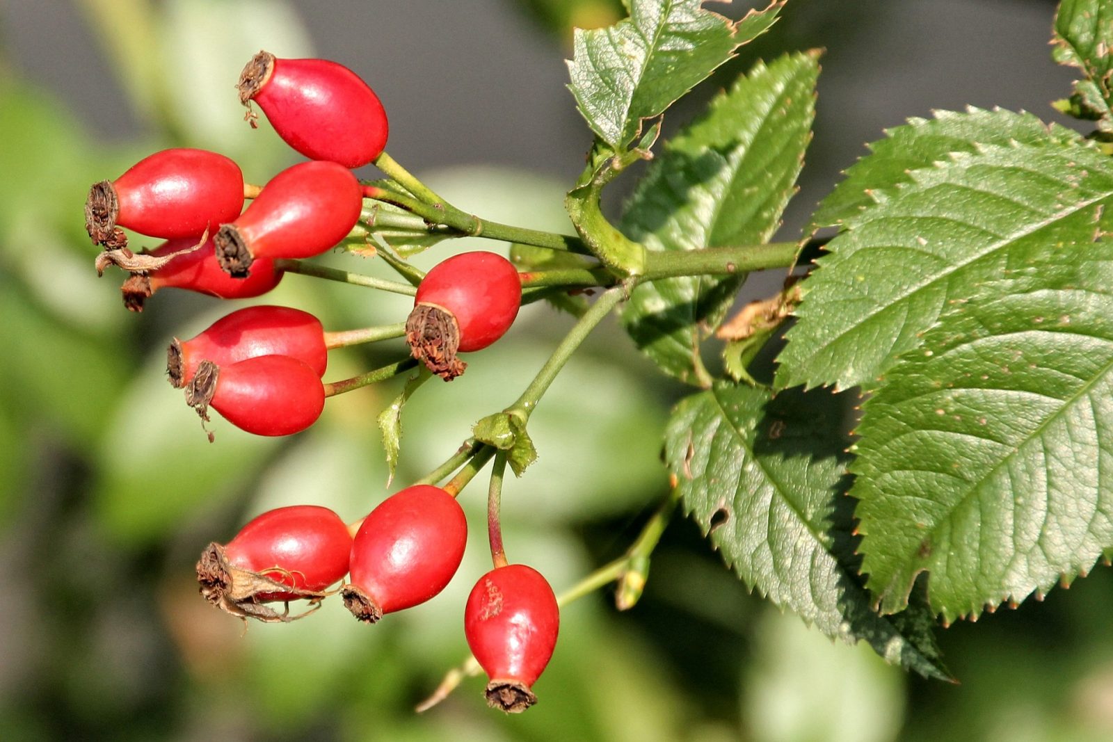 Rosehip Blumensamen zur Aussaat Wildblume Mischung Traditionssorte & ohne Gentechnik Samen Hausgarten