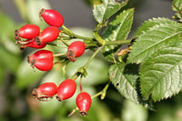 Rosehip Blumensamen zur Aussaat Wildblume Mischung Traditionssorte & ohne Gentechnik Samen Hausgarten