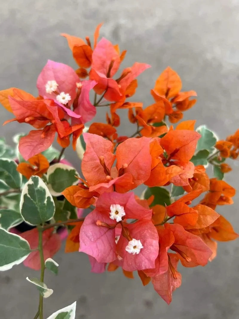 Orange Rosa Drillingsblume Blumensamen zur Aussaat Wildblume Mischung Traditionssorte & ohne Gentechnik Samen Hausgarten