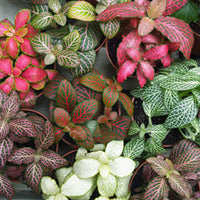 Mischung Fittonia Nerve Blumensamen zur Aussaat Schnitt Blume beliebt Traditionssorte & ohne Gentechnik Samen Hausgarten