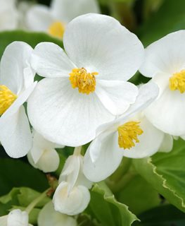 Fibrous Begonie Blumensamen zur Aussaat – Garten beliebt – Traditionssorte & ohne Gentechnik Samen Hausgarten