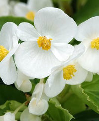 Fibrous Begonie Blumensamen zur Aussaat – Garten beliebt – Traditionssorte & ohne Gentechnik Samen Hausgarten