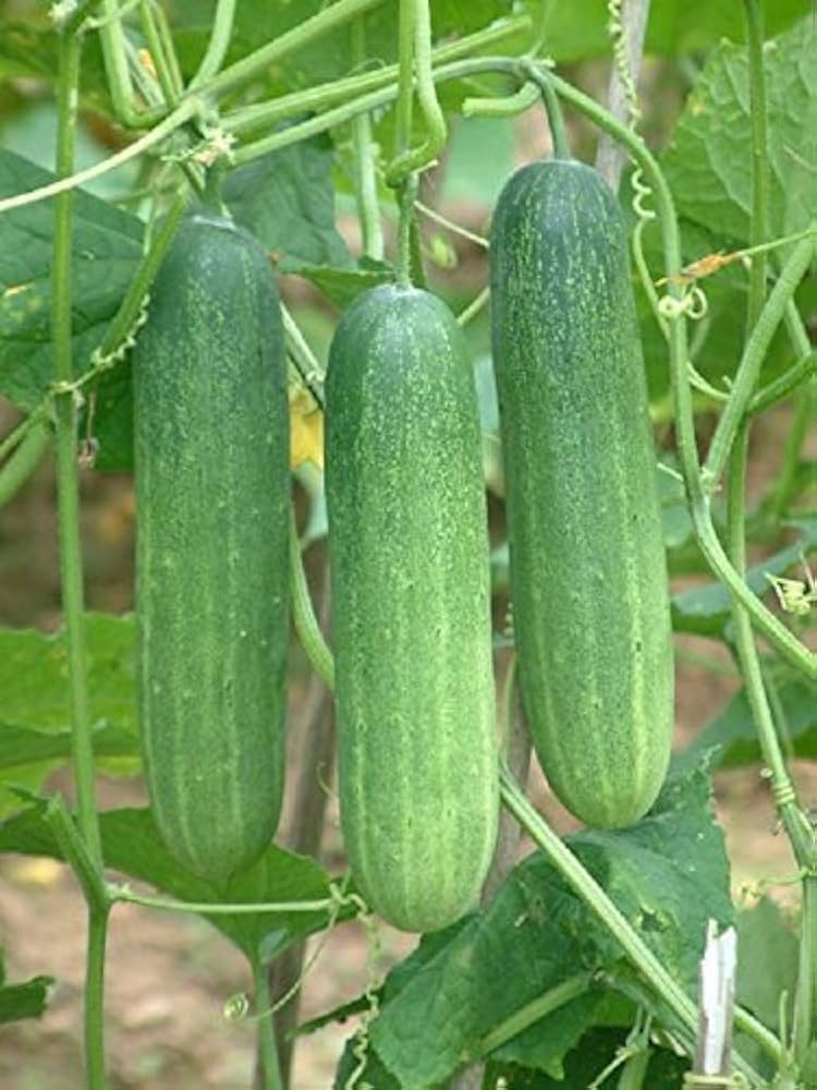 Super reale f1 cucumber pflanzen wachsend in garten