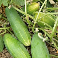 Super reale f1 cucumber samen für high-yield cucumbers