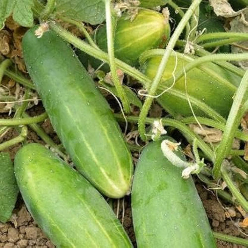 Super reale f1 cucumber samen für high-yield cucumbers