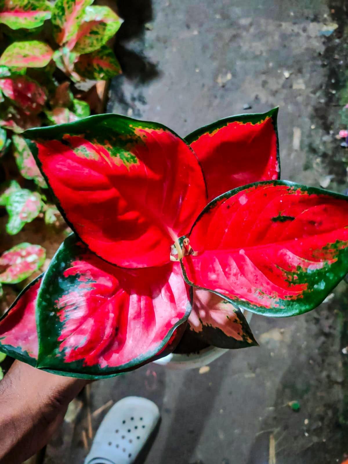 Grün Rot Aglaonema Blumensamen zur Aussaat – duftend Blüten – Traditionssorte & ohne Gentechnik Samen Hausgarten