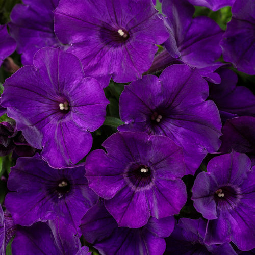 Hanging petunia blume samen for anpflanzung rosa violet - perfect colorful and dynamic gardens