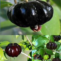 Suriname cherry pflanze wachsend in a patio garten