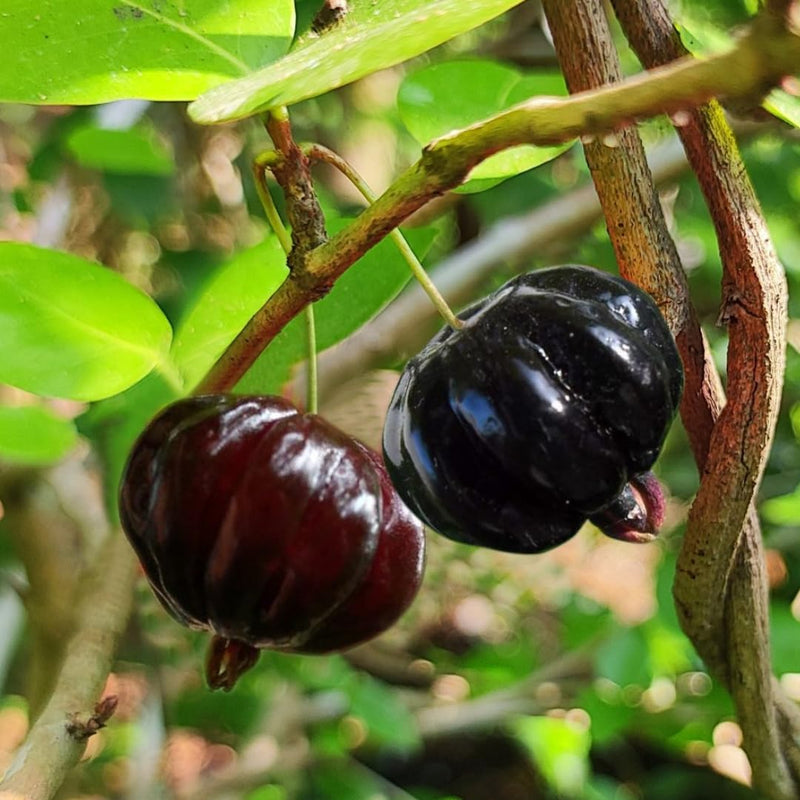 Closeup of high-quality eugenia uniflora suriname cherry samen