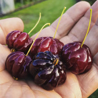 Eugenia uniflora suriname cherry samen für aussaat in patio garten and home orchard