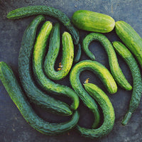 Long crisp cucumbers gezogen aus suyo long samen