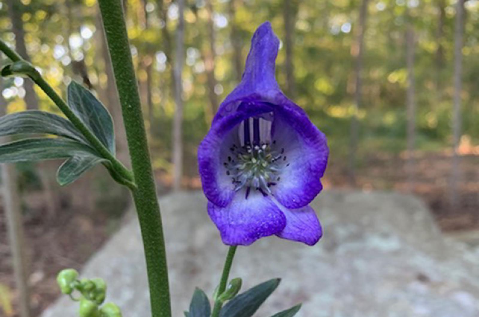 Wolfsbane Blumensamen zur Aussaat Halbschatten verträglich Traditionssorte & ohne Gentechnik Samen Hausgarten