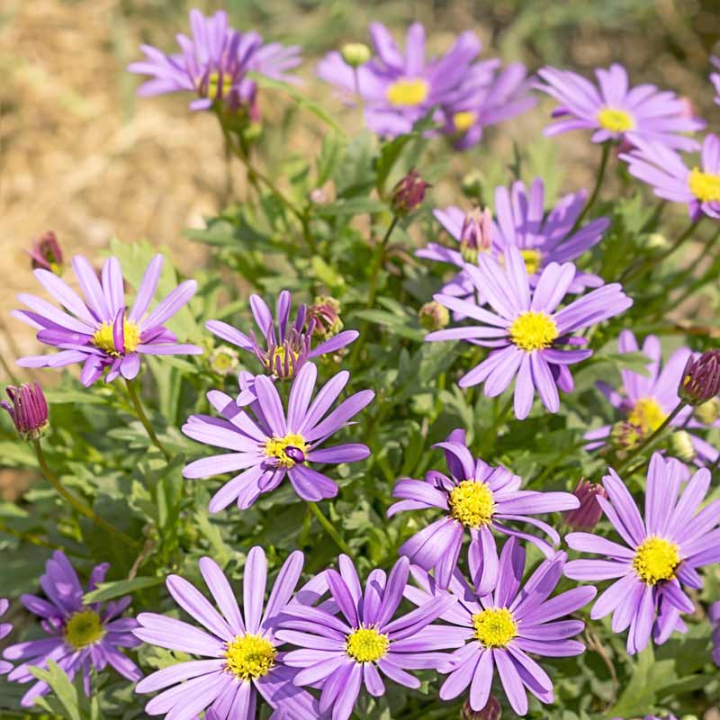 Traditionssorte Swan River Daisy Blumensamen zur Aussaat kompakt Wuchs Traditionssorte & ohne Gentechnik Samen Hausgarten