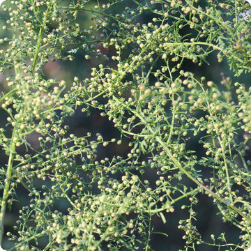 Sweet Annie Samen Artemisia annua aromatic annual foliage