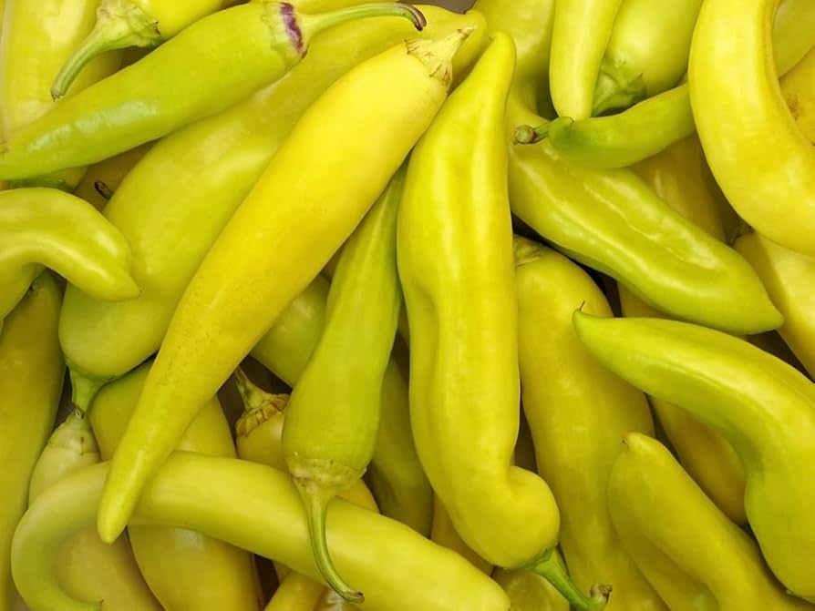 Mature süße banana pepper pflanze in gemüse patch