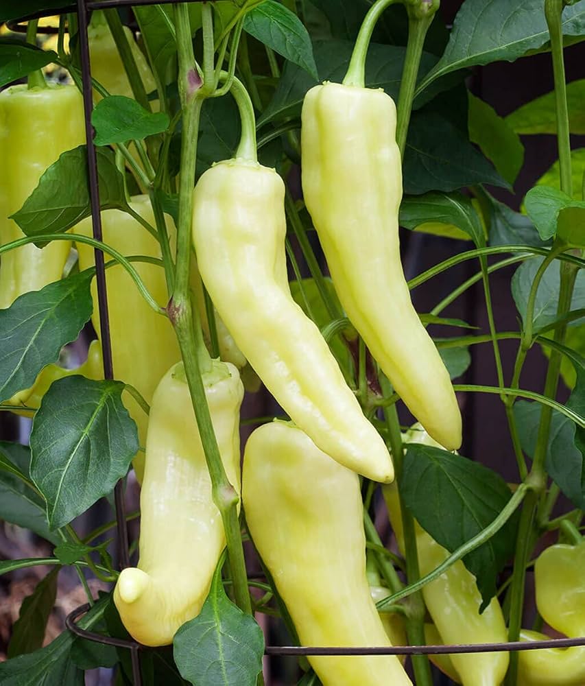 Healthy süße banana pepper seedlings ready für transplanting
