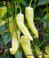 Healthy süße banana pepper seedlings ready für transplanting