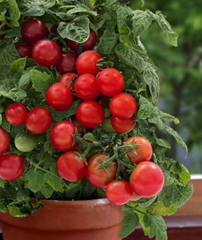 Süße cherry tomato samen für home gardens