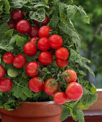 Süße cherry tomato samen für home gardens