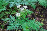 Sweet Cicely Anbau in Shaded Cottage Garten Border