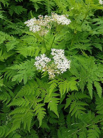 Sweet Cicely Samen – Myrrhis odorata Fragrant Licorice-Scented Kraut