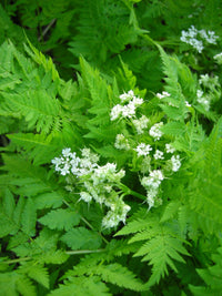 Sweet Cicely Myrrhis odorata White Blume Clusters in Bloom