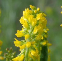 Yellow Sweet Clover Anbau in meadow or pasture