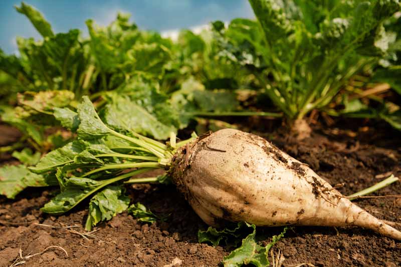 Süße cream beet gemüse samen für aussaat