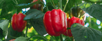 Süße crunch bell pepper samen ideal für backyard garten