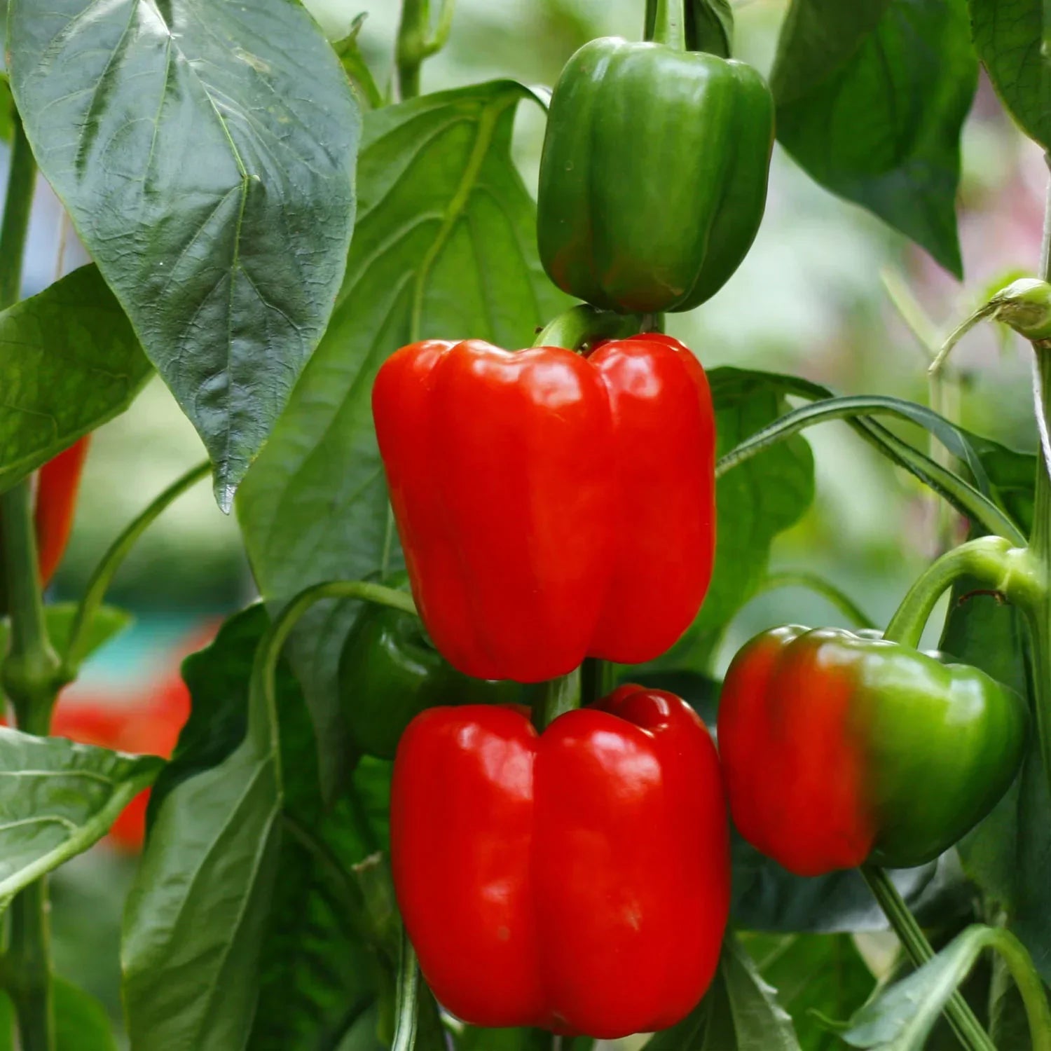 Süße crunch bell pepper samen non gmo für aussaat
