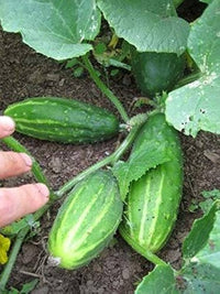 Süße cucumber samen für home gardens
