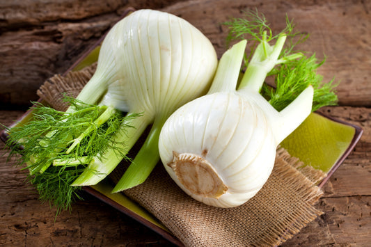 Sweet Florence Fennel Samen Foeniculum vulgare Azoricum Kraut and Vegetable