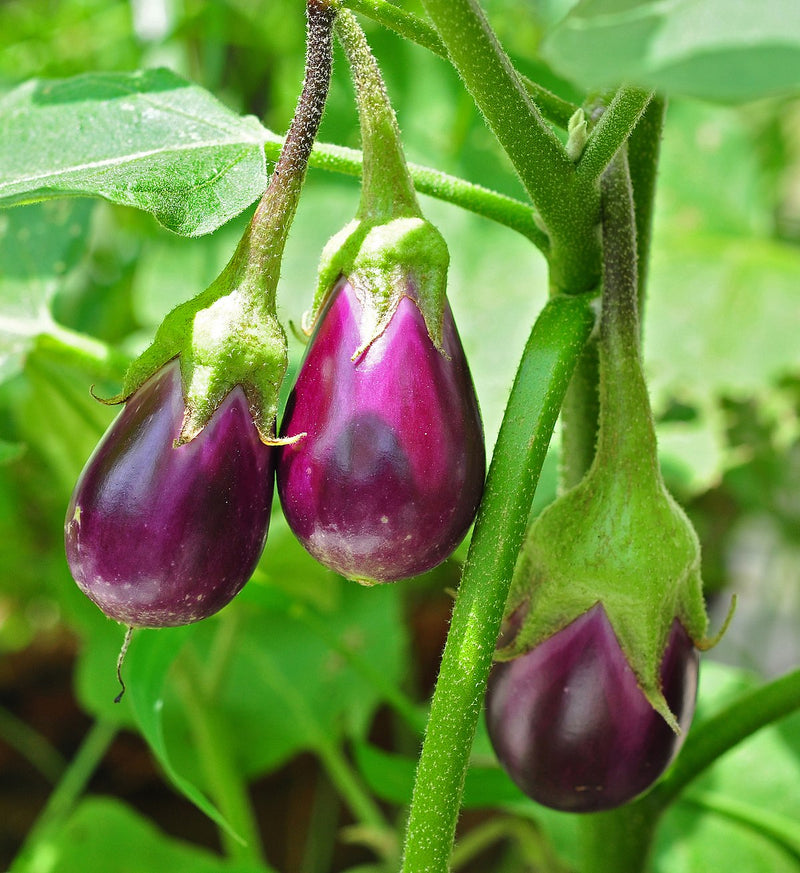 Süße fruit eggplant samen für aussaat in home gardens