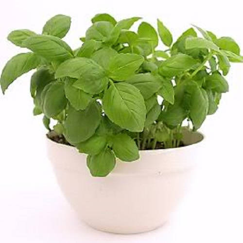 Sweet Genovese Basil Pflanze with lush green leaves and purple-tinged Blumen