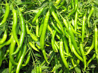 Süße grüne pepper pflanzen wachsend in garten