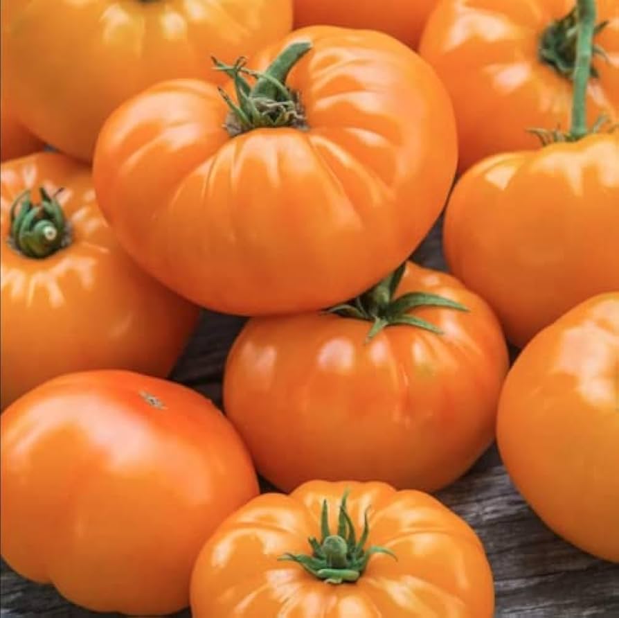 Medium-sized süße orange traditionelle tomatoes on vine