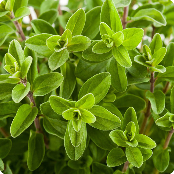 Sweet Marjoram Samen Origanum majorana aromatic small-leaf Pflanze