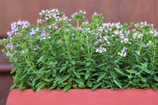 Sweet Marjoram Samen Origanum majorana