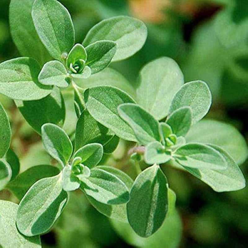 Sweet Marjoram Samen Aussaat and germination instructions