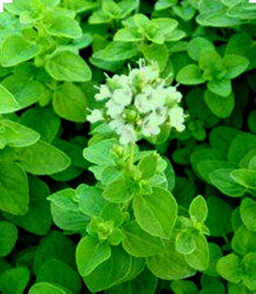 Sweet Marjoram grown in urban container Garten from Samen