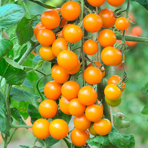 Süße orange tomato samen suitable für container gardening and raised beds
