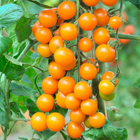 Süße orange tomato samen suitable für container gardening and raised beds