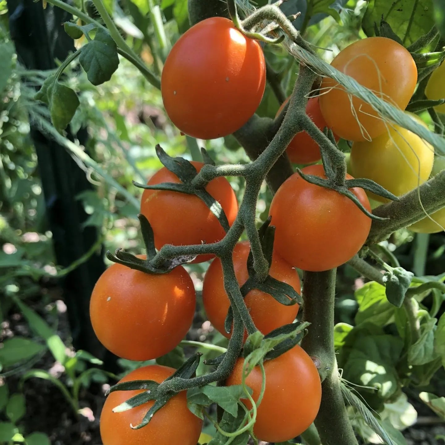 Süße orange tomato samen für aussaat non gmo home garten variety